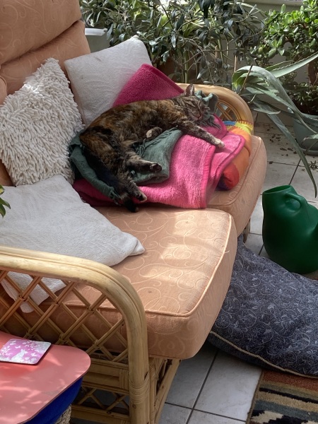 To check the cats haven't all been abducted by aliens