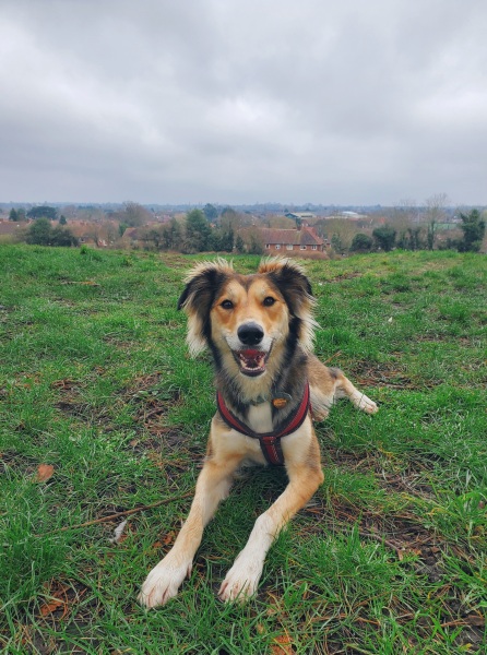 Puppy Survival Thread for New and Old Pups - Spring is around the corner!