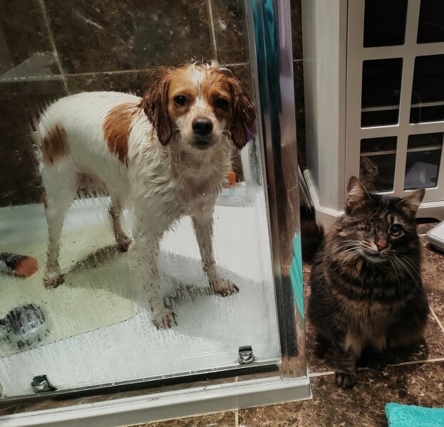 A dog photo thread - please share your pics