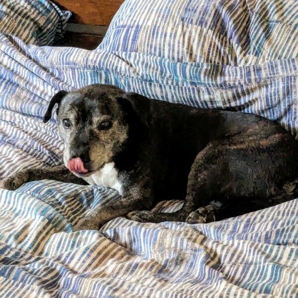 A dog photo thread - please share your pics