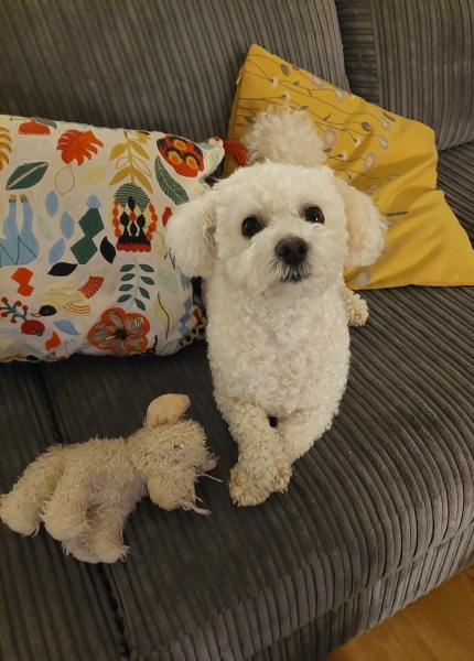 Which (small) dog breed would you recommend?