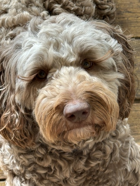 A dog photo thread - please share your pics