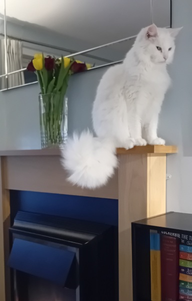 Tales and Tails and NMCs  -  the Excellent Cats March On