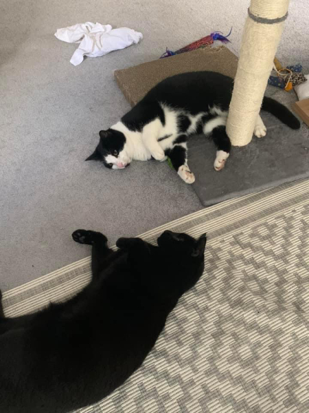 How would/do you feel about your cat going into other peoples houses?