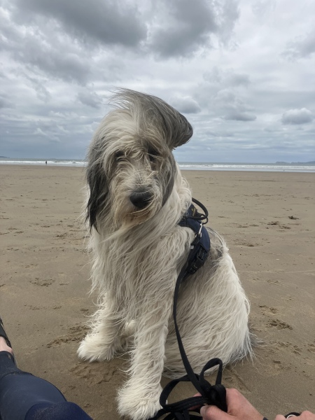A dog photo thread - please share your pics