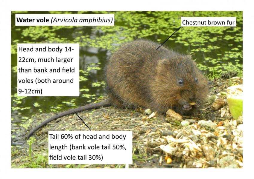 Is this just a rat? (Don’t open if you don’t like rats)