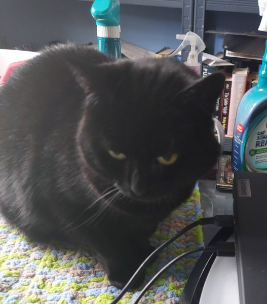 Tales and Tails and NMCs  -  the Excellent Cats March On