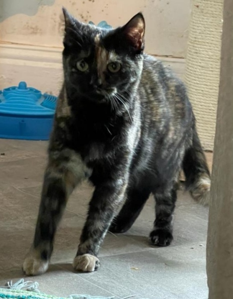 My poor kitten is going downhill - scared