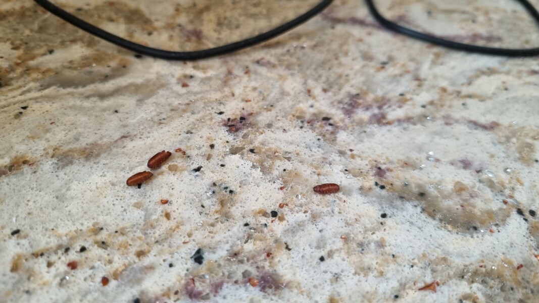 What is this on my kitchen counter?! (Pic included)