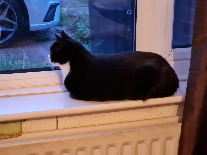 Machiavellian Misbehaviour- the Excellent Cats Deny Everything