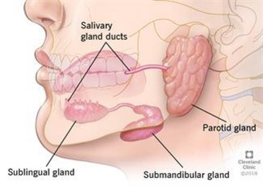 Can you feel your submandibular gland/s?