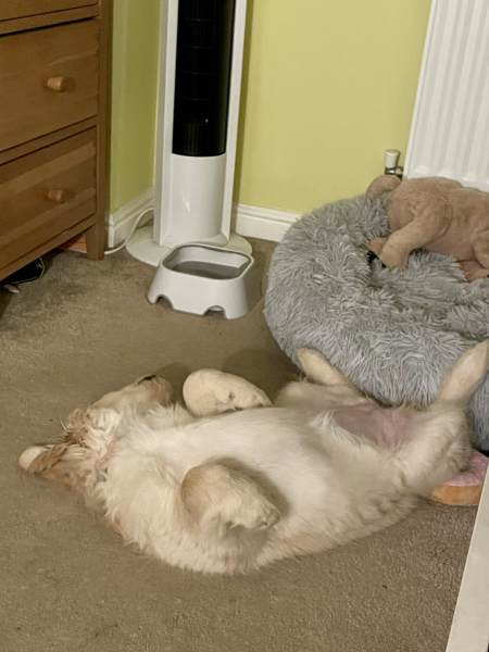 What do I need to know about getting a golden retriever?