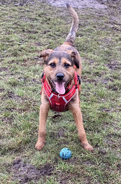 A dog photo thread - please share your pics