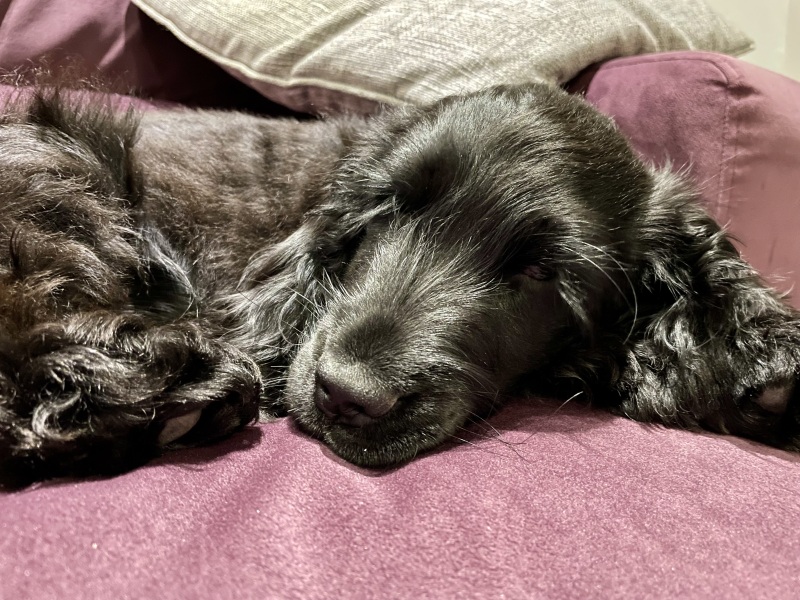Cost of cocker spaniel?