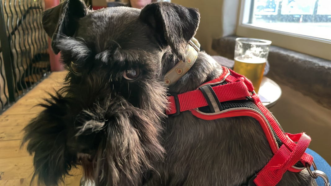A dog photo thread - please share your pics