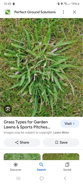 Scarifying a small lawn