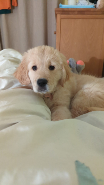 What do I need to know about getting a golden retriever?
