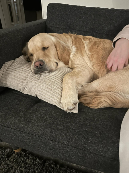 A dog photo thread - please share your pics