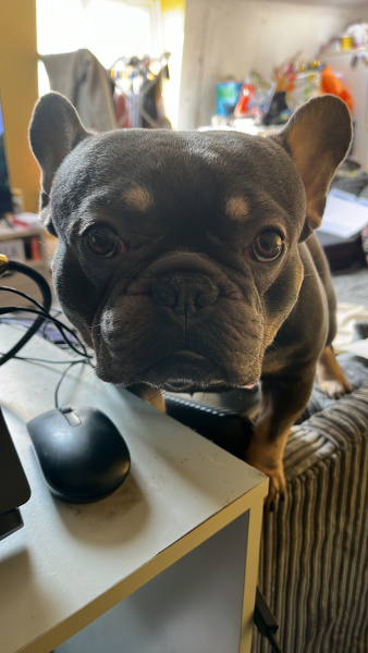 A dog photo thread - please share your pics