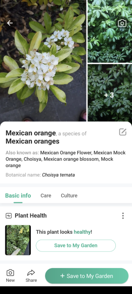 Help a cat owner out - plant identification