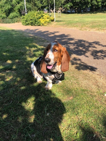 A dog photo thread - please share your pics
