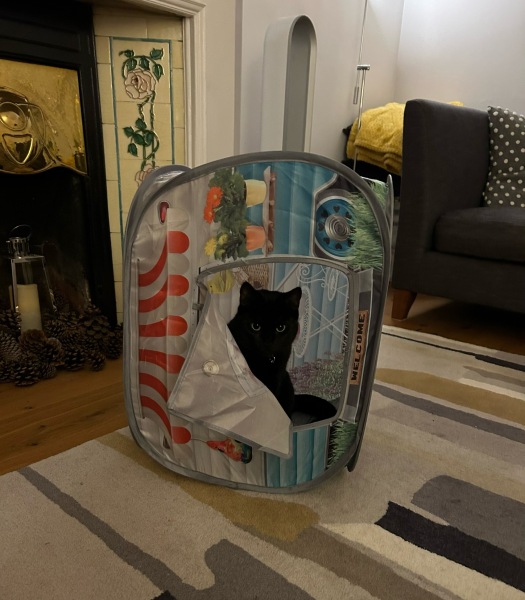 Machiavellian Misbehaviour- the Excellent Cats Deny Everything