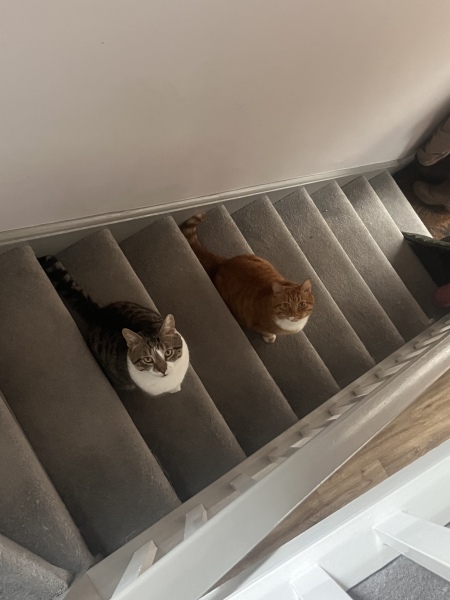 Please tell me what it is like to adopt an FIV+ cat