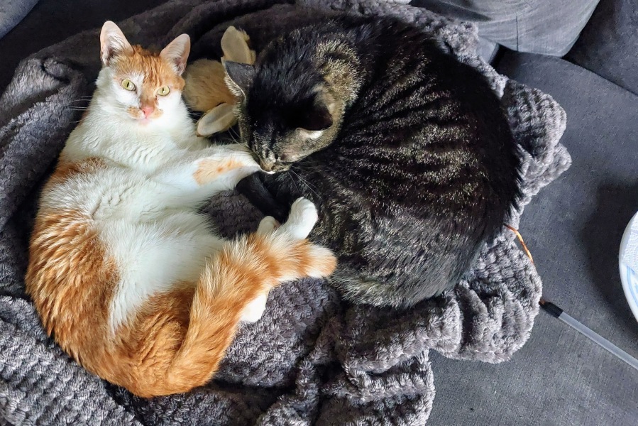 Brexit mega thread part 13: All eyes on Ireland