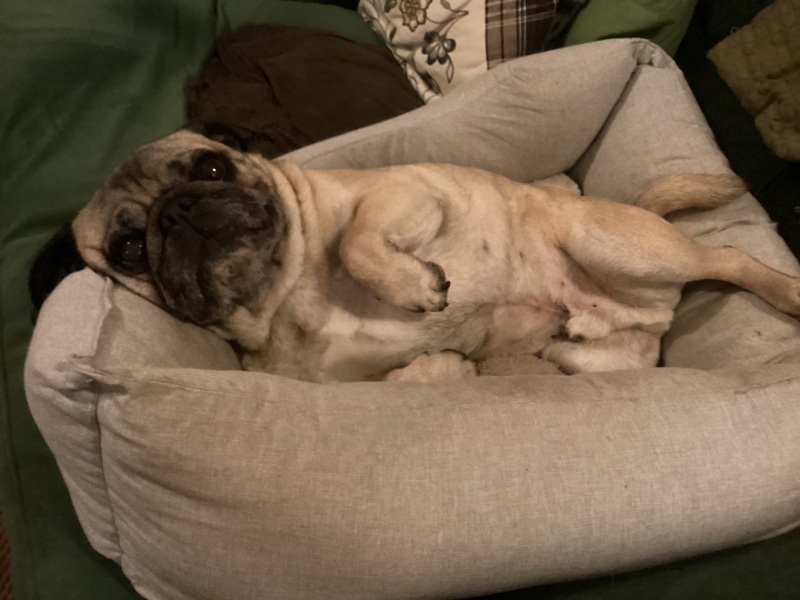 A dog photo thread - please share your pics