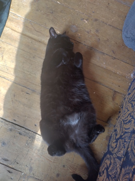 Machiavellian Misbehaviour- the Excellent Cats Deny Everything