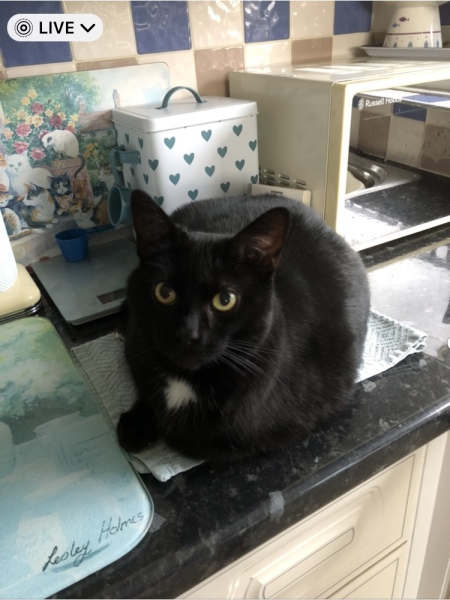 Machiavellian Misbehaviour- the Excellent Cats Deny Everything