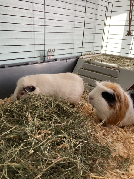Fgs I've just agreed to Guinea pigs.