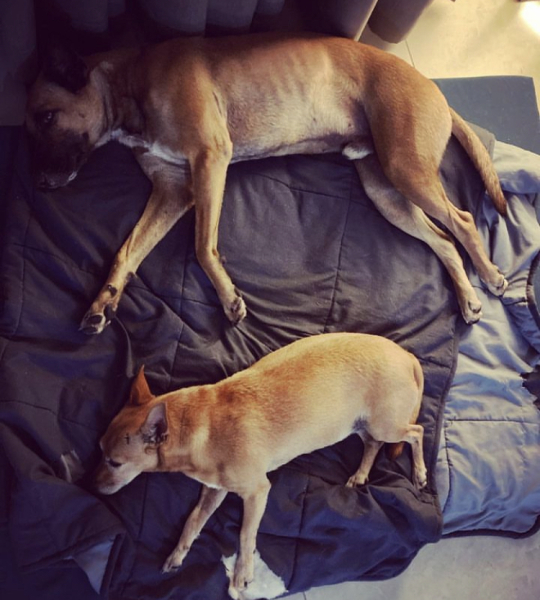 When to put an old dog down……