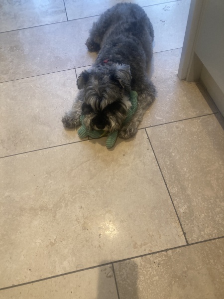 Don’t get a dog