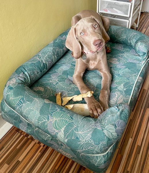 Don’t get a dog