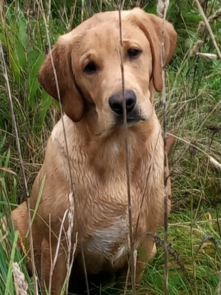 A dog photo thread - please share your pics