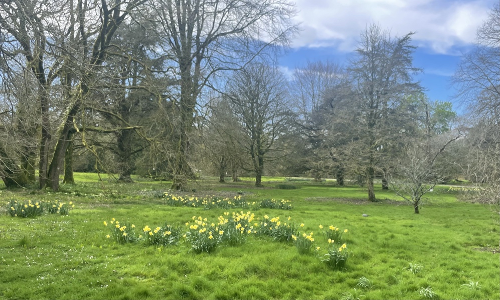 Irish (the language)