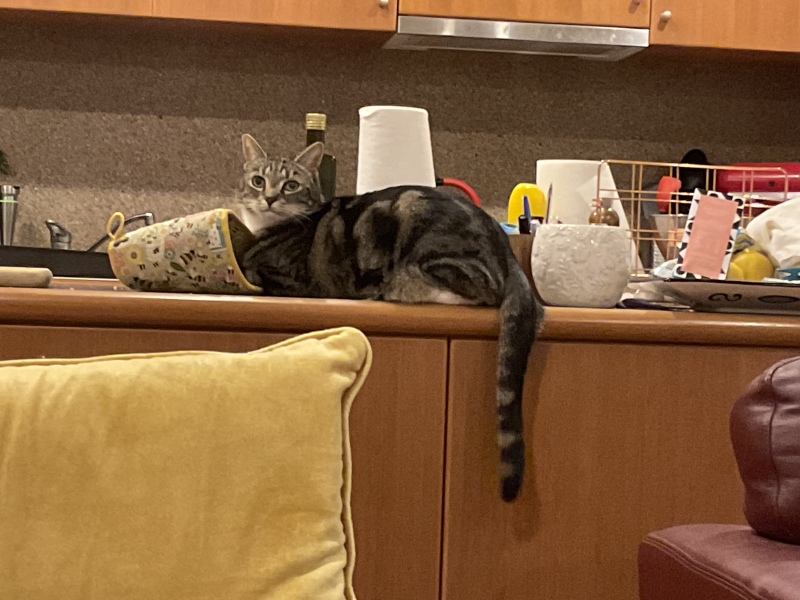 Kitchen worktops and cats