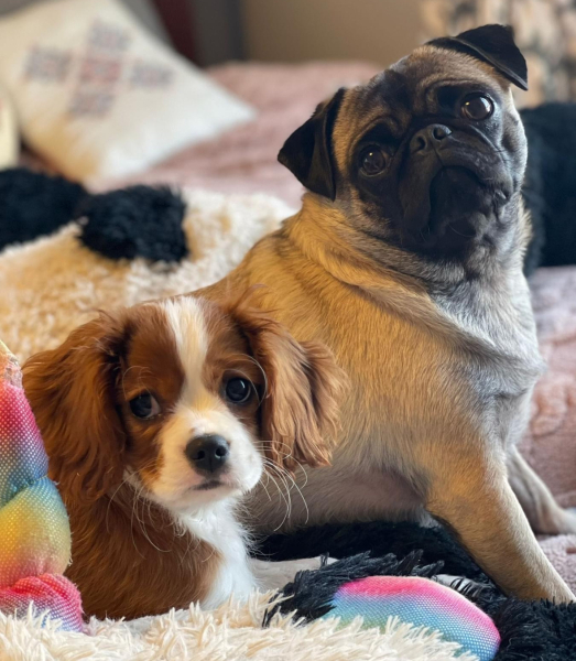 A dog photo thread - please share your pics