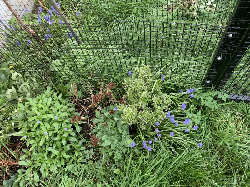 Help a cat owner out - plant identification