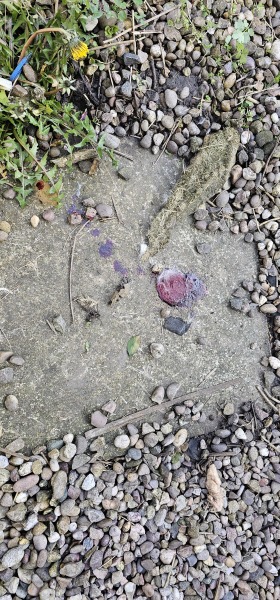 Something very strange happened in my garden today (but I don't know what). WARNING: Contains images of blood