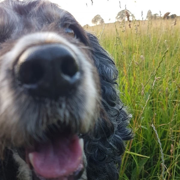 Cost of cocker spaniel?