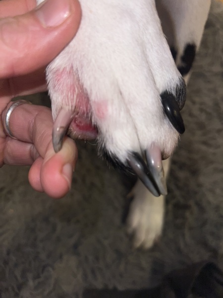 Dalmatian cut foot help pls