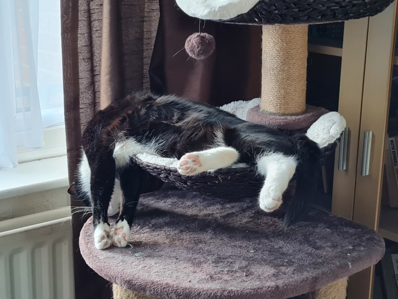 Machiavellian Misbehaviour- the Excellent Cats Deny Everything