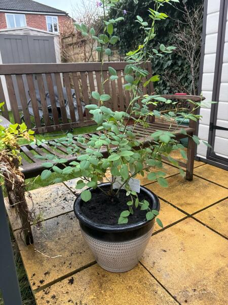 Come and tell me your dull and unexciting news 29: Calmly through the day