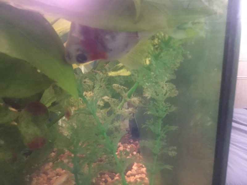 Fancy goldfish always swimming upside down