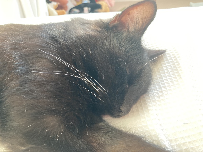 Machiavellian Misbehaviour- the Excellent Cats Deny Everything