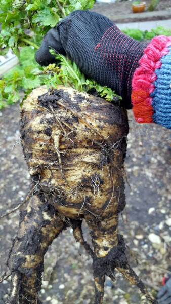 What have you done in the garden today Part 4 Spring 2024.