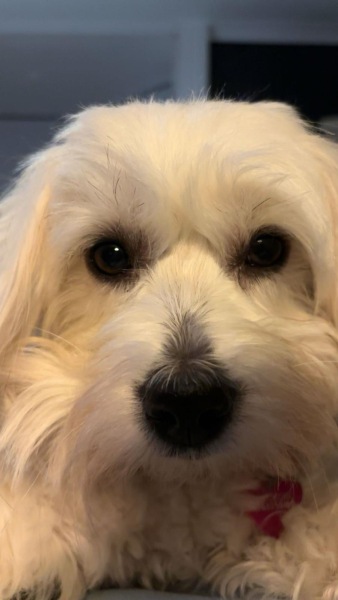 A dog photo thread - please share your pics