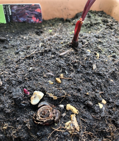 Overwintering canna in pots